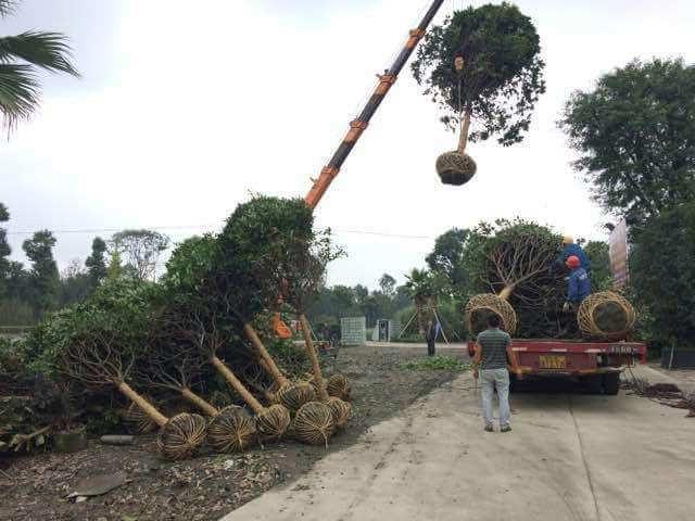 园林菲律宾网赌合法平台大树的吊装和运输