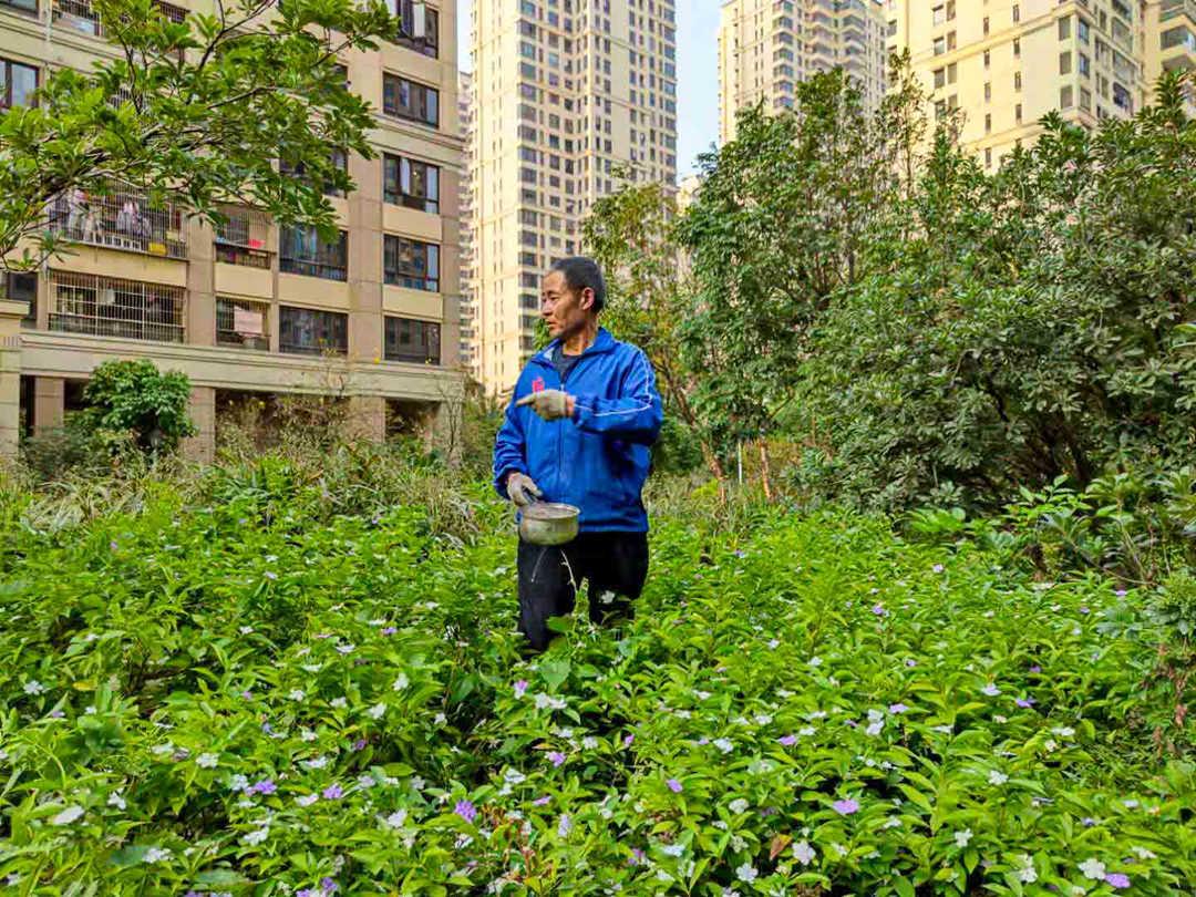 菲律宾网赌担保平台园林绿化工人正在施肥