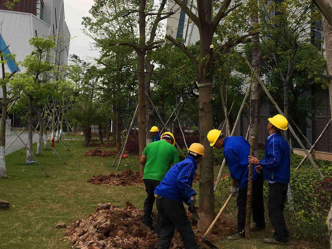 园林菲律宾网赌合法平台苗木起挖
