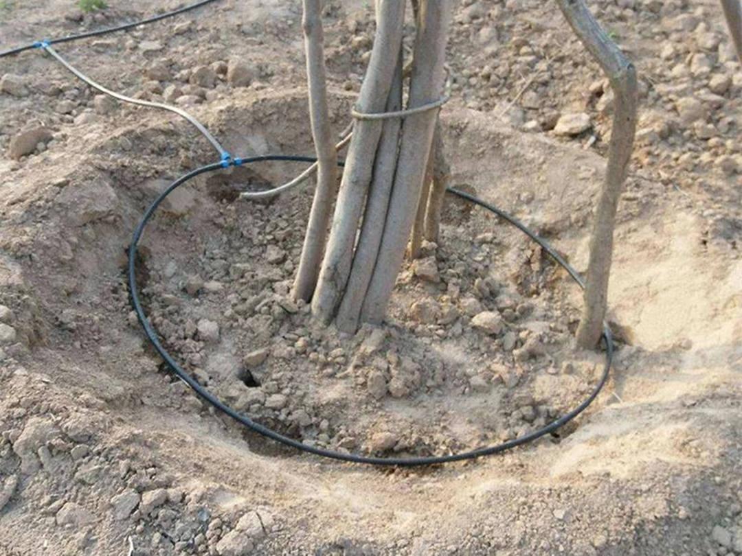 园林菲律宾网赌合法平台新栽苗木铺设透气管